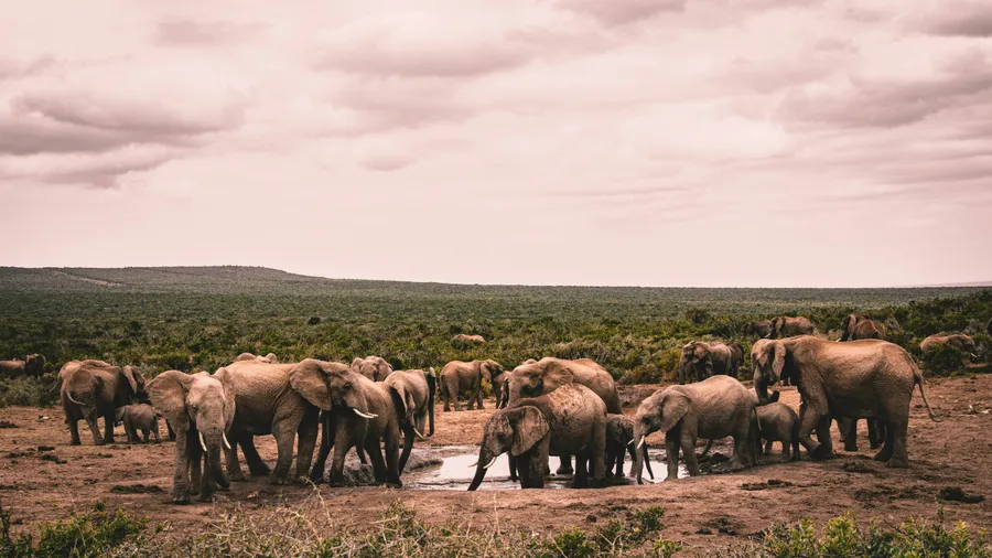 Mucho más que un safari